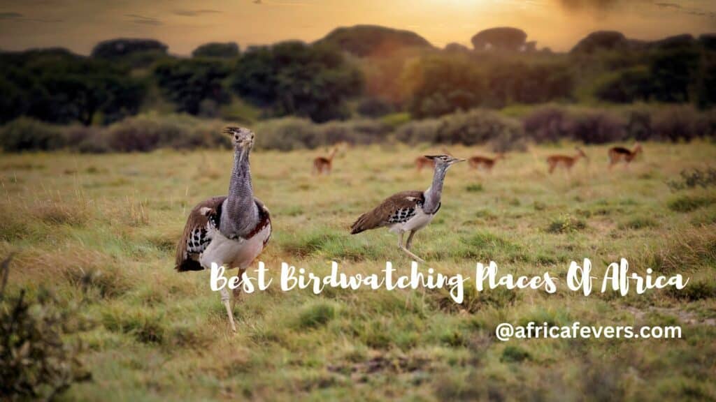 Best Birdwatching Places Of Africa