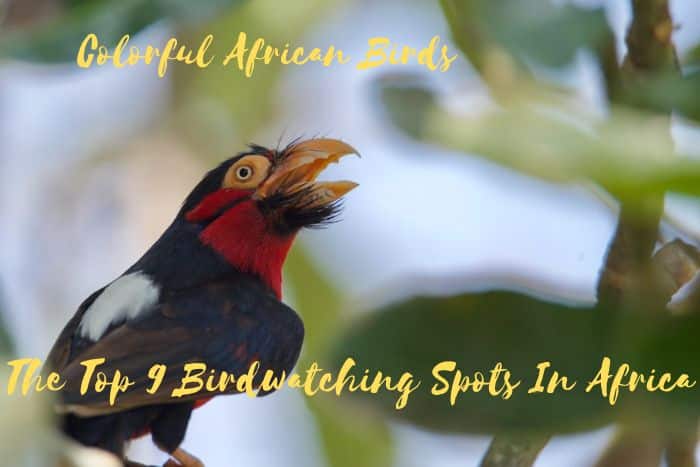 Top 9 Birdwatching Destinations in Africa
