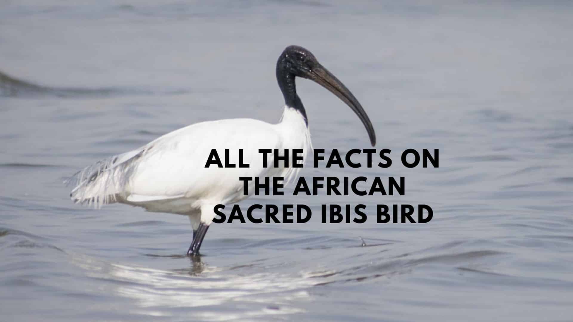 The African sacred ibis bird