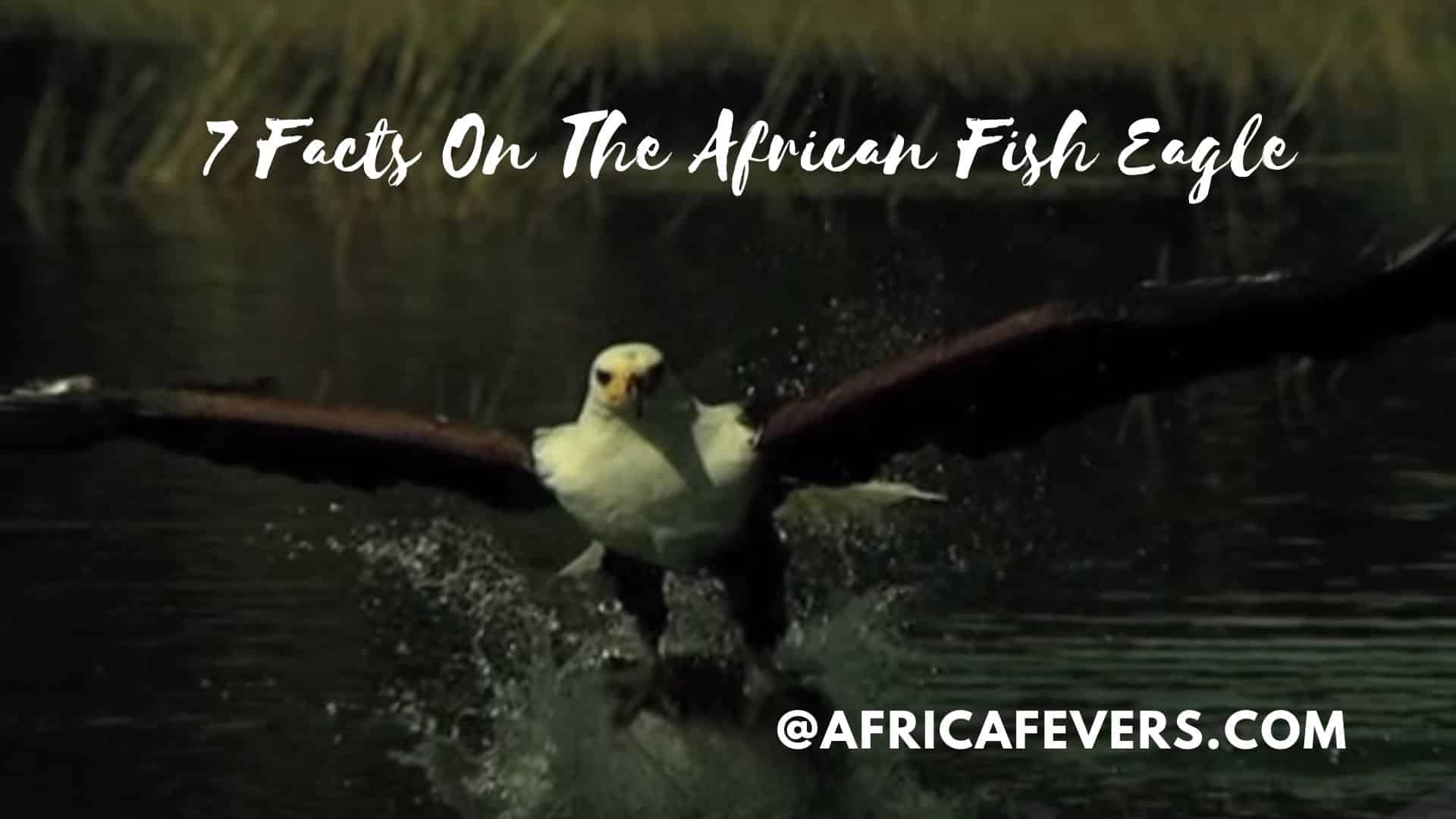 facts on the african fish eagle