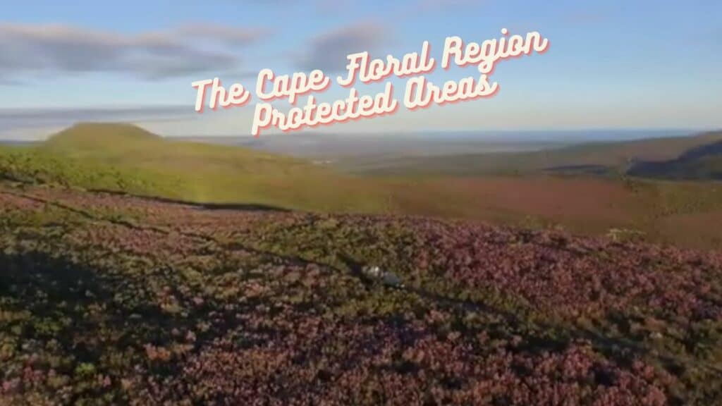 The Cape Floral Region Protected Areas