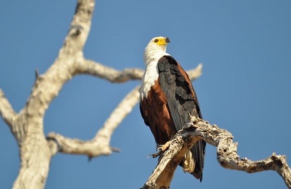 african-fish-eagle-3