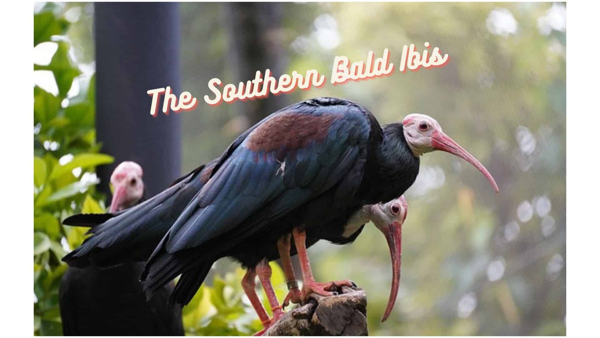 The Southern Bald Ibis