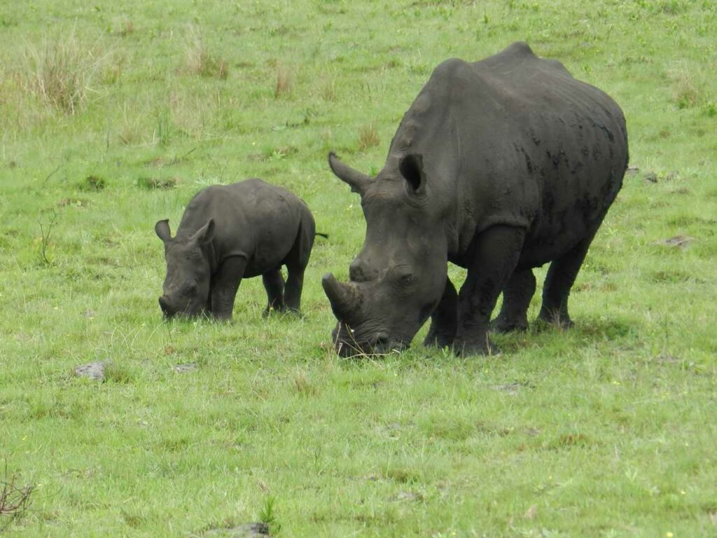 baby-rhino-with-its-mother-in-Isimangaliso-wetlands-park