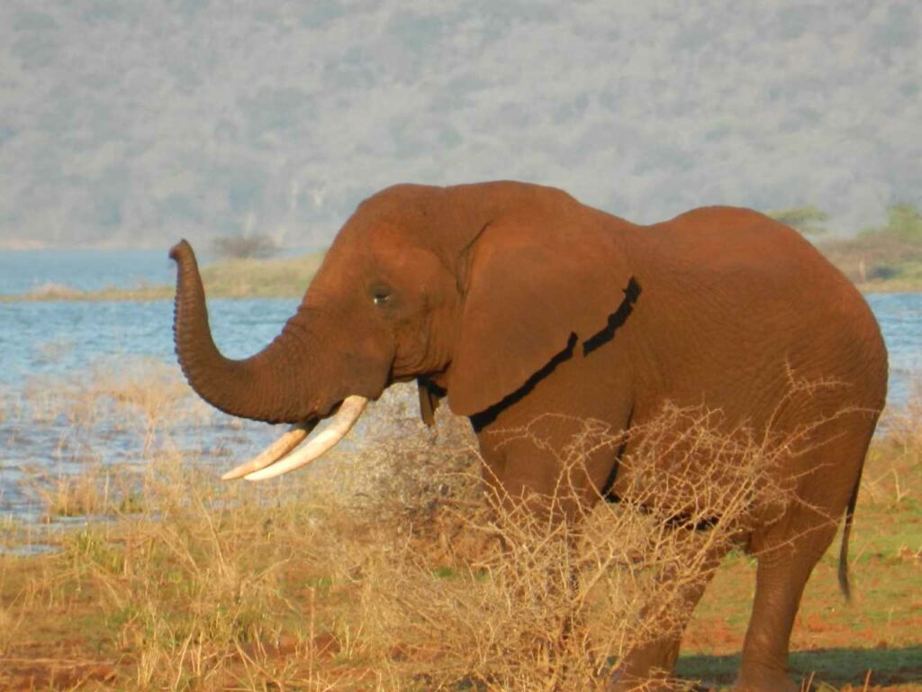 elephant-after-he-charged-at-pongola-game-reserve