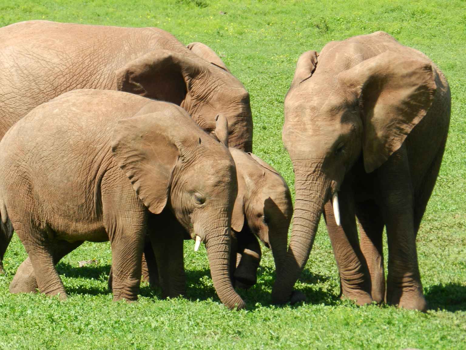 addo elephant park baby elephant