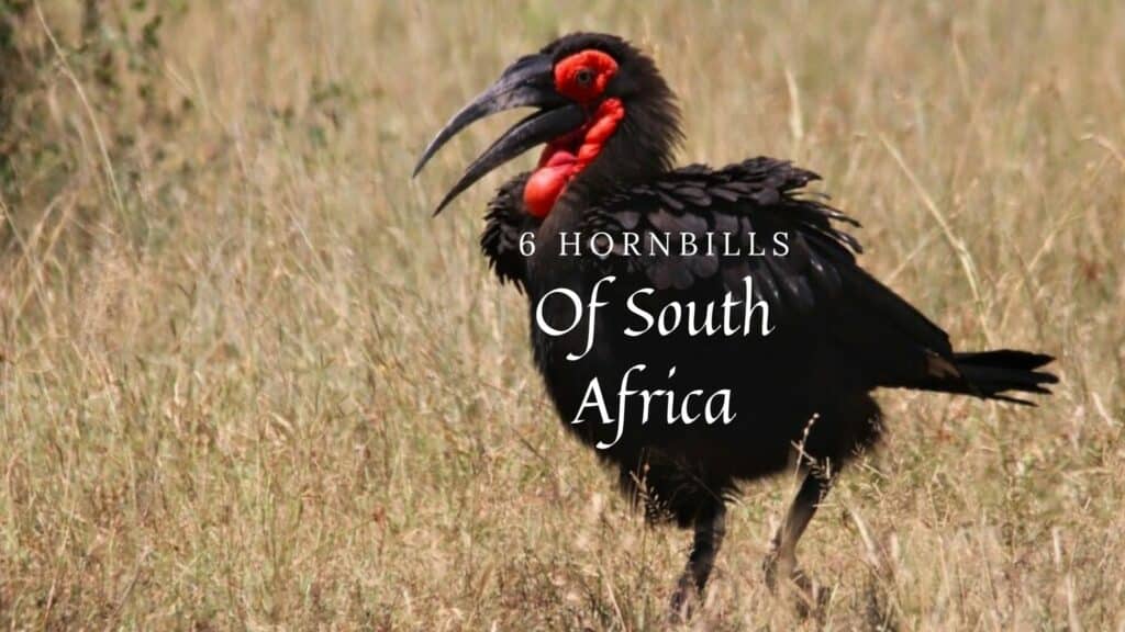 hornbills of south africa