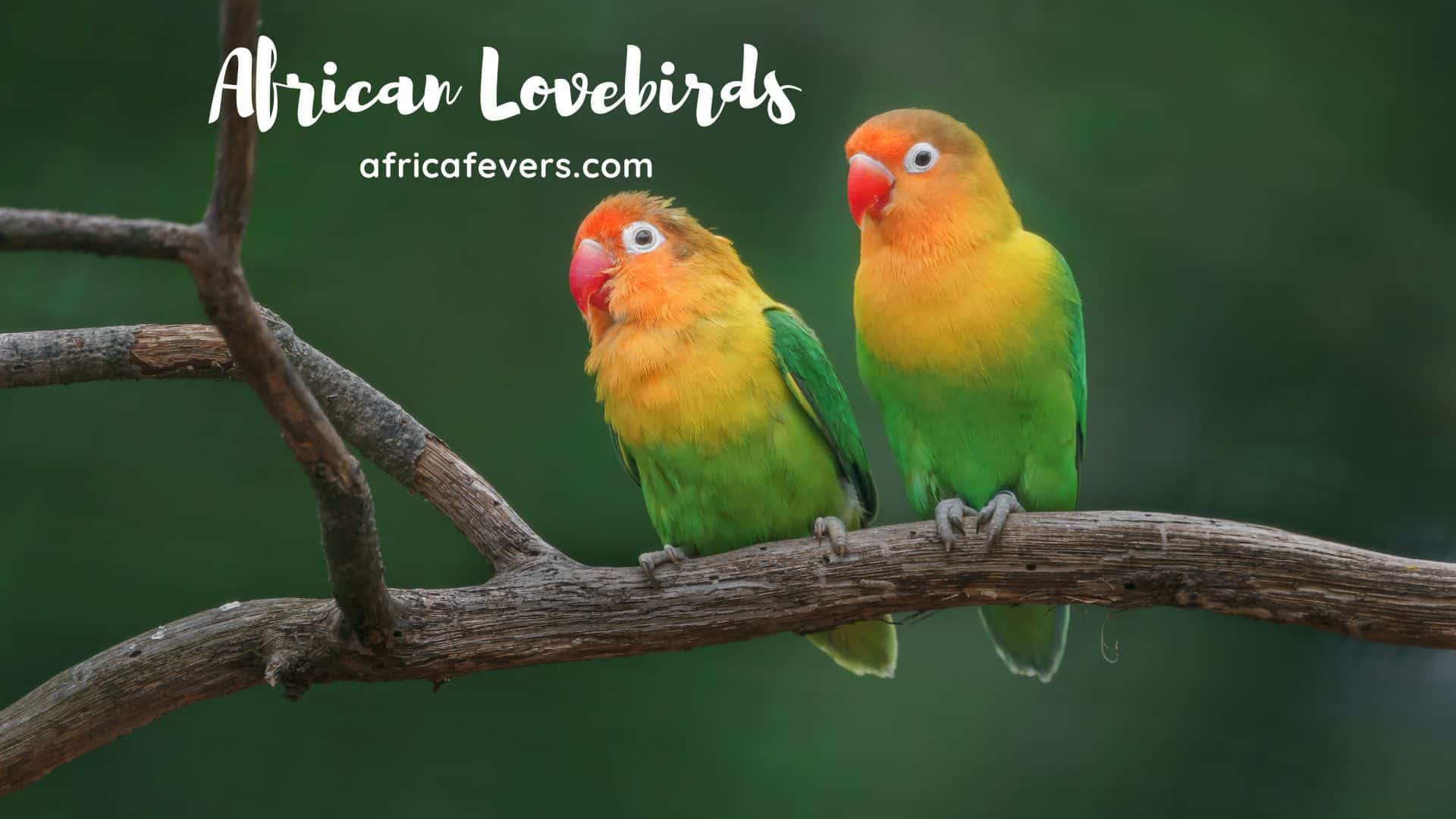 African Lovebirds