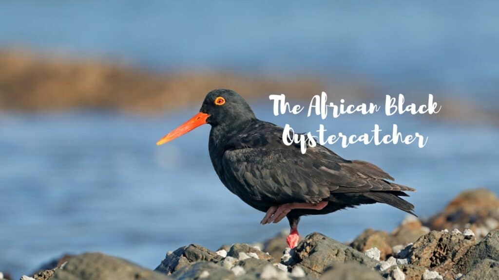 The African Black Oystercatcher