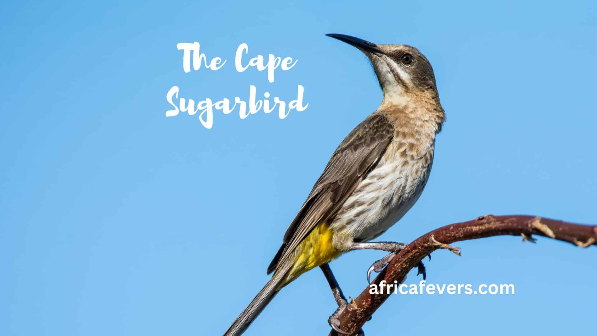 The Cape Sugarbird