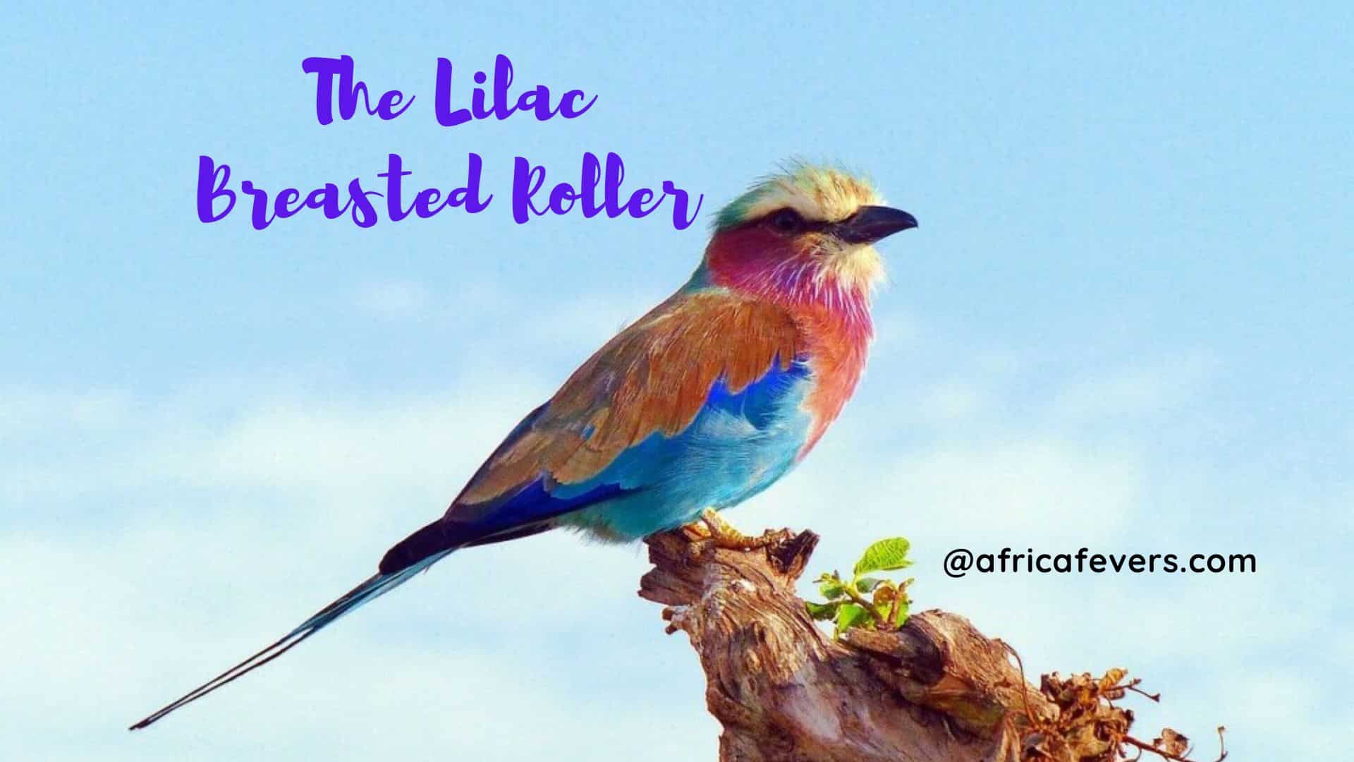 The Lilac Breasted Roller