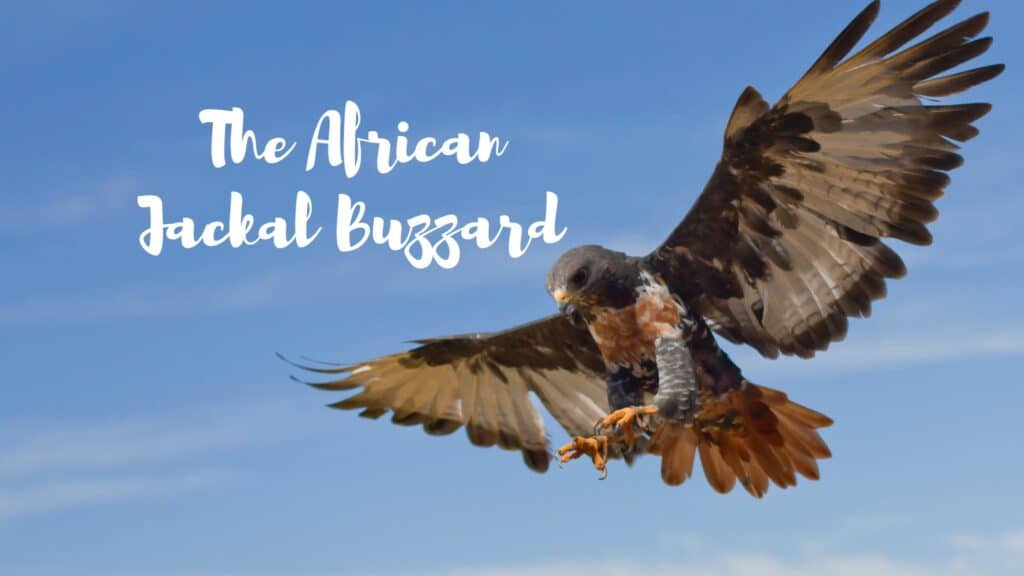 The African Jackall Buzzard