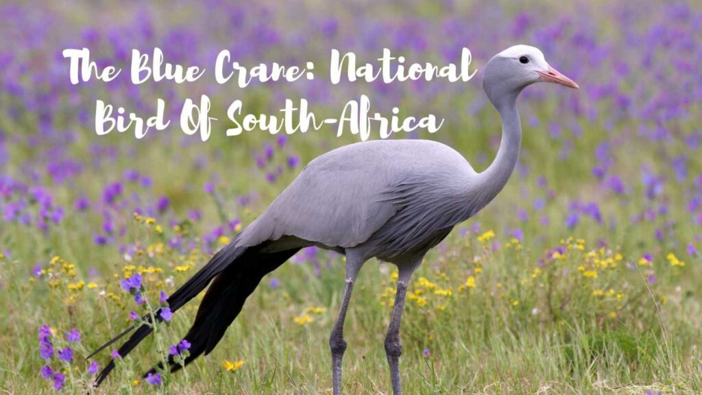 The Blue Crane National Bird Of South-Africa
