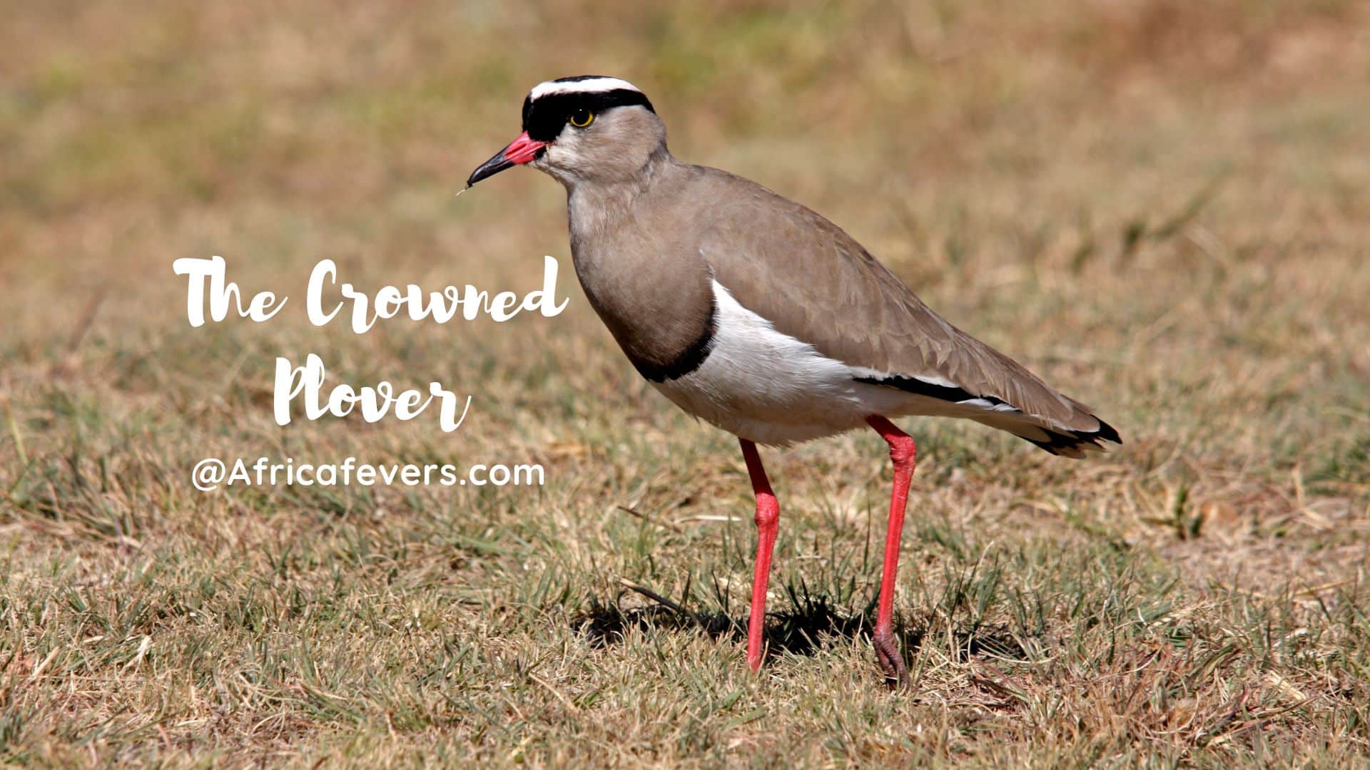 The Crowned Plover bird