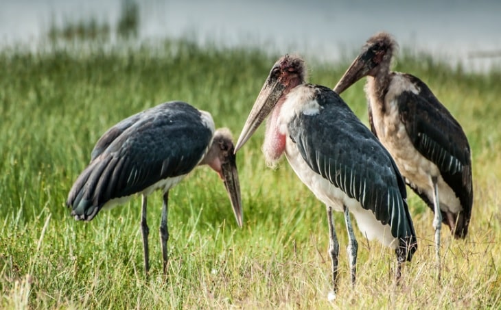 13 Facts About The Intriguing African Marabou Stork Beyond Its Life 13 Facts About The Intriguing African Marabou Stork Beyond Its Life