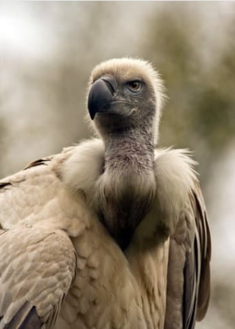 the-cape-griffon-vulture-3