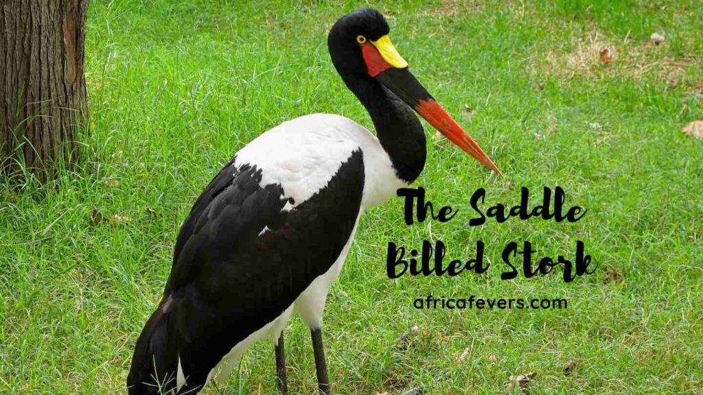 the saddle billed stork