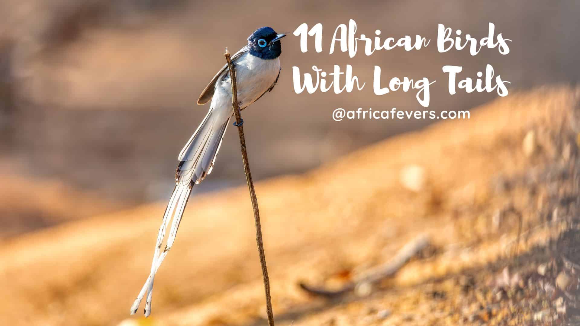 11 African Birds With Long Tails