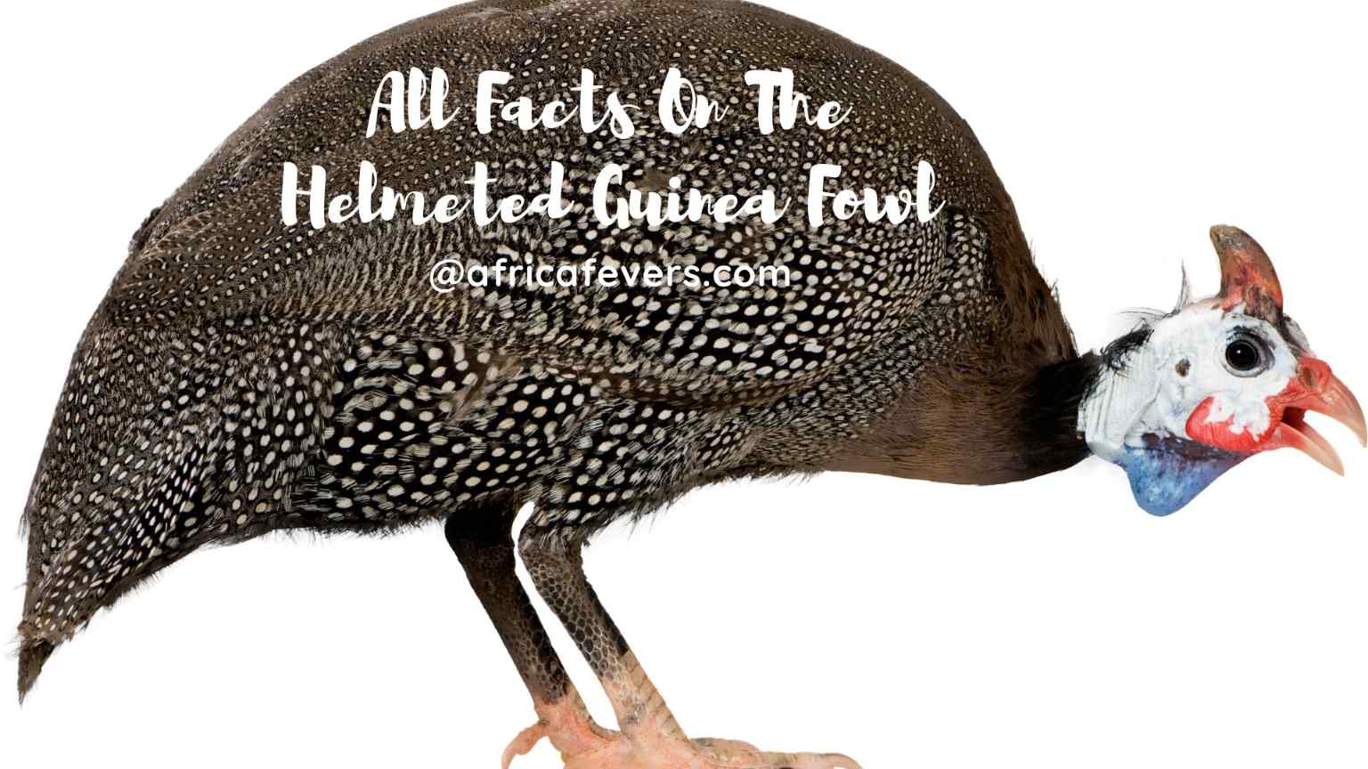All-Facts-On-The-Helmeted-Guinea-Fowl