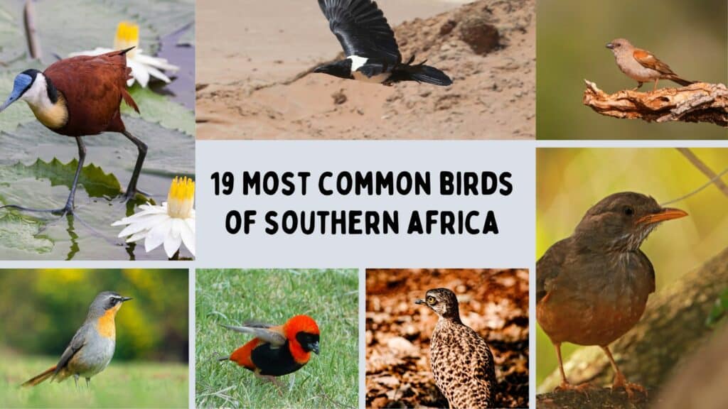 Most common birds of south africa