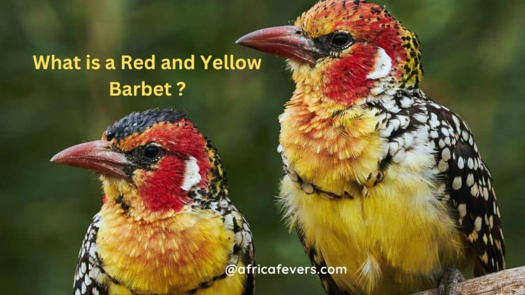 What is a red and yellow barbet bird
