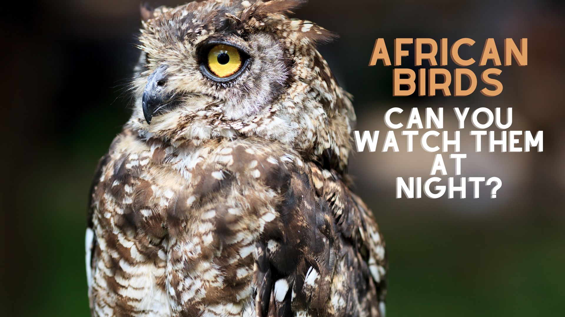 African birds to watch at night