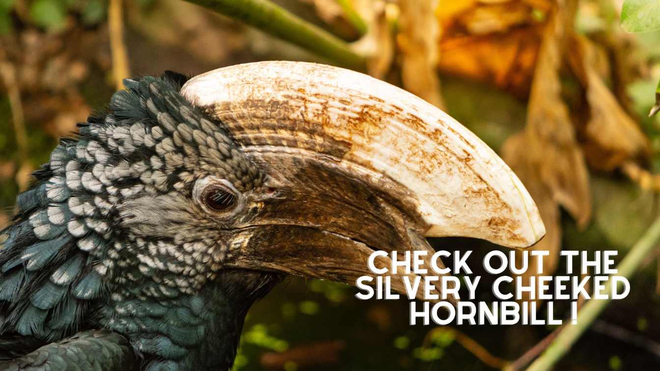 silvery cheeked hornbill
