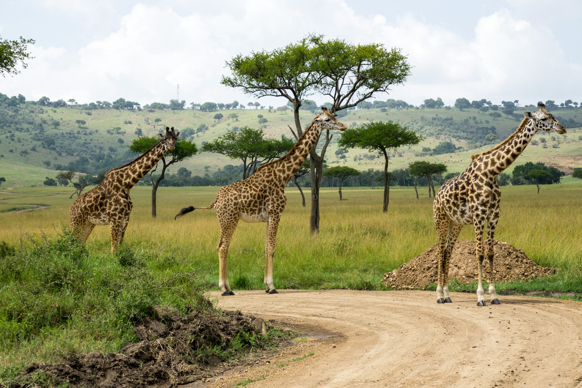 african animal tracks