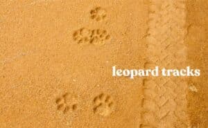 Discover the Wonders of African Animal Tracks - Sharing My Fever For Africa