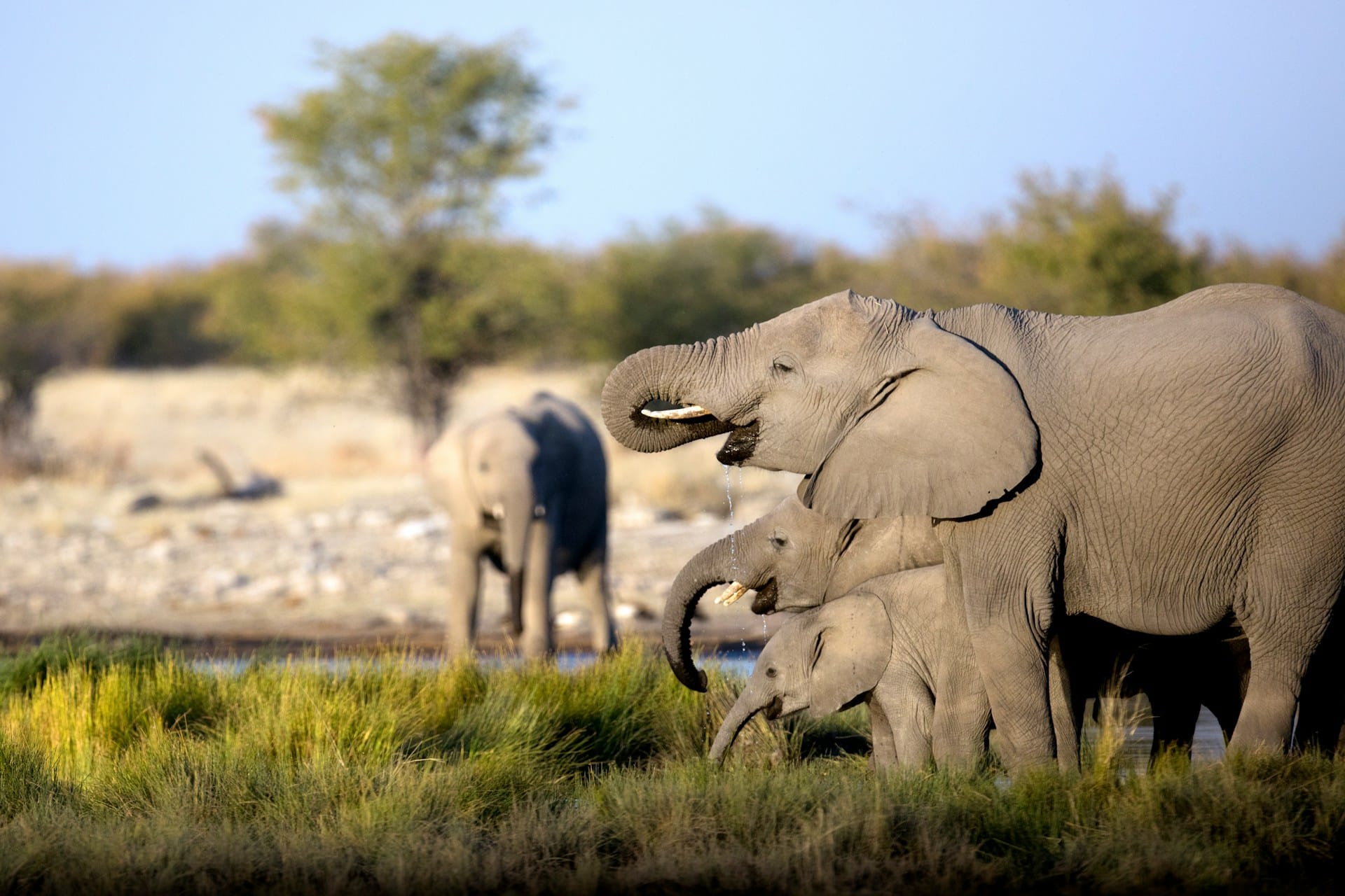 Africa’s Majestic Elephants