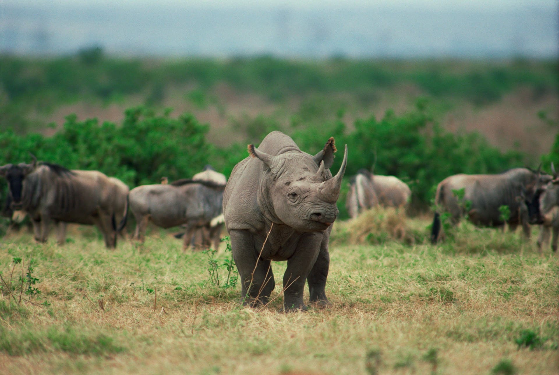 How to Spot Rare Black Rhinos in the Wild