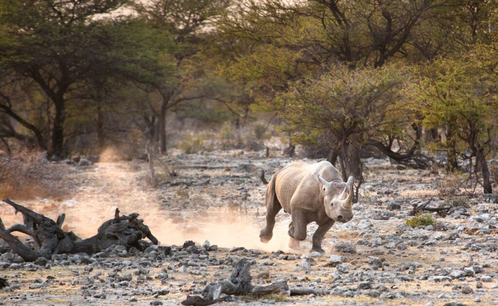 Camping With Africa’s Rhinos