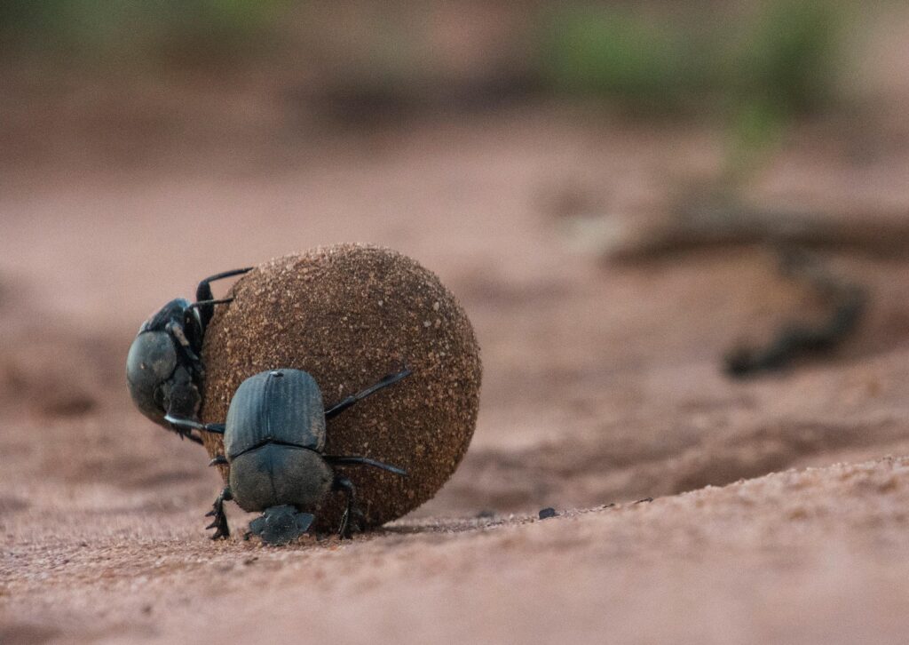 dung beetles rolling dung