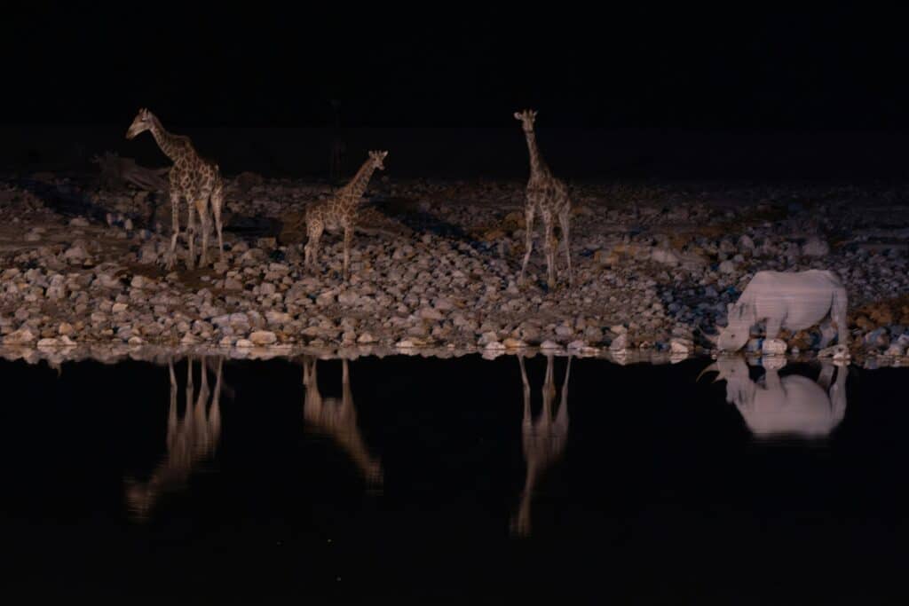 The Secret Language of Giraffes — Silent Communications I Observed Over 30 Days