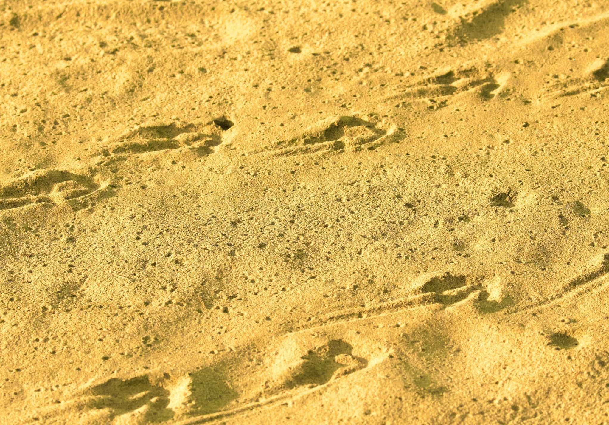 How to Decode Animal Tracks: The Time I Found a Leopard's Kill by Reading the Ground