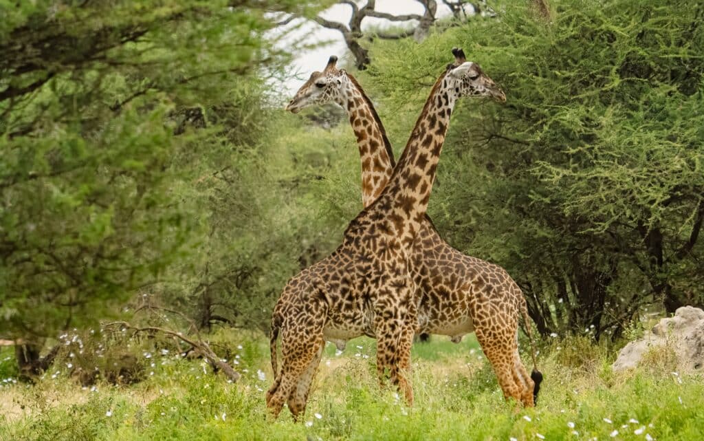 The Secret Language of Giraffes — Silent Communications I Observed Over 30 Days