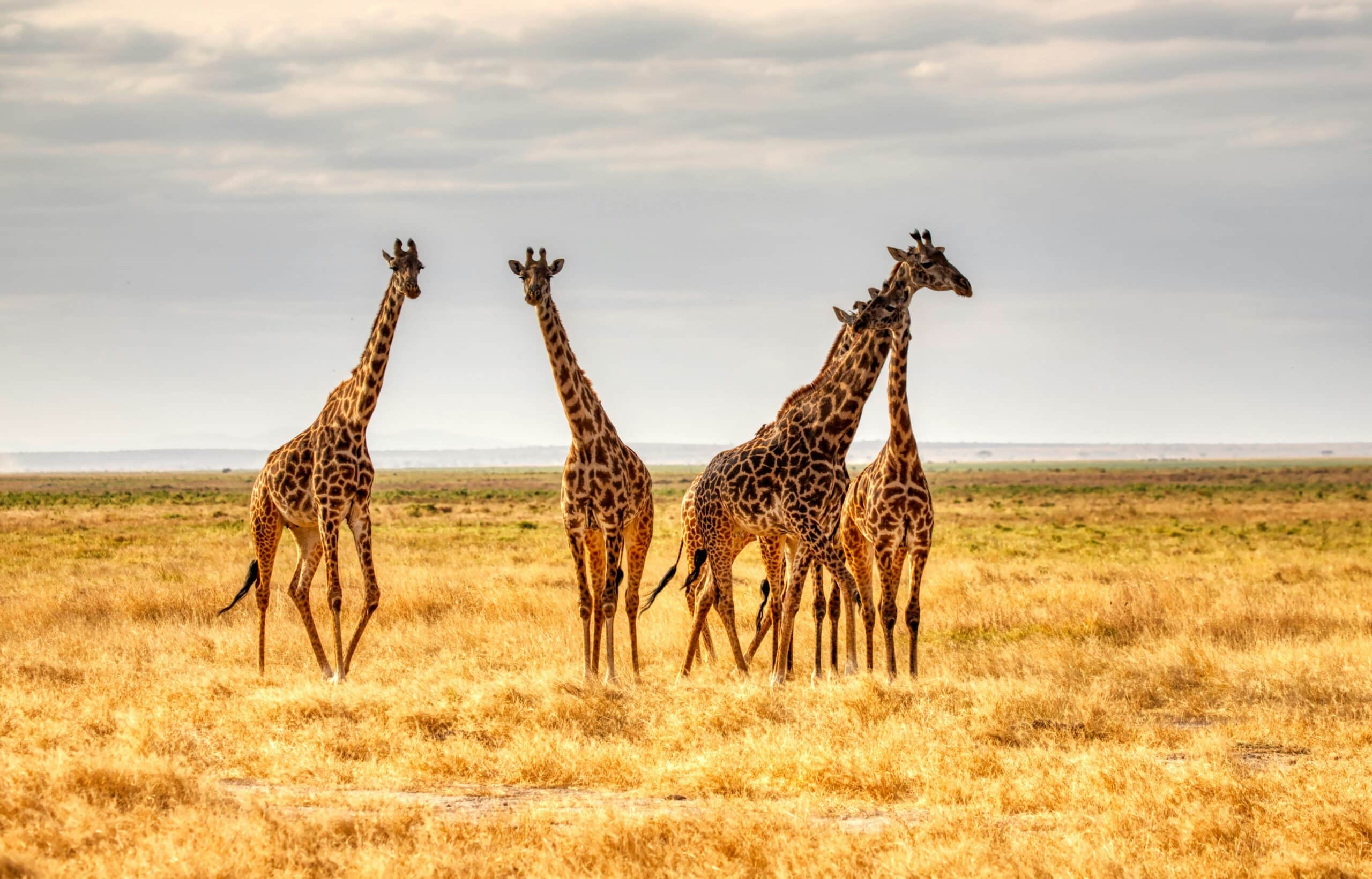 The Secret Language of Giraffes — Silent Communications I Observed Over 30 Days
