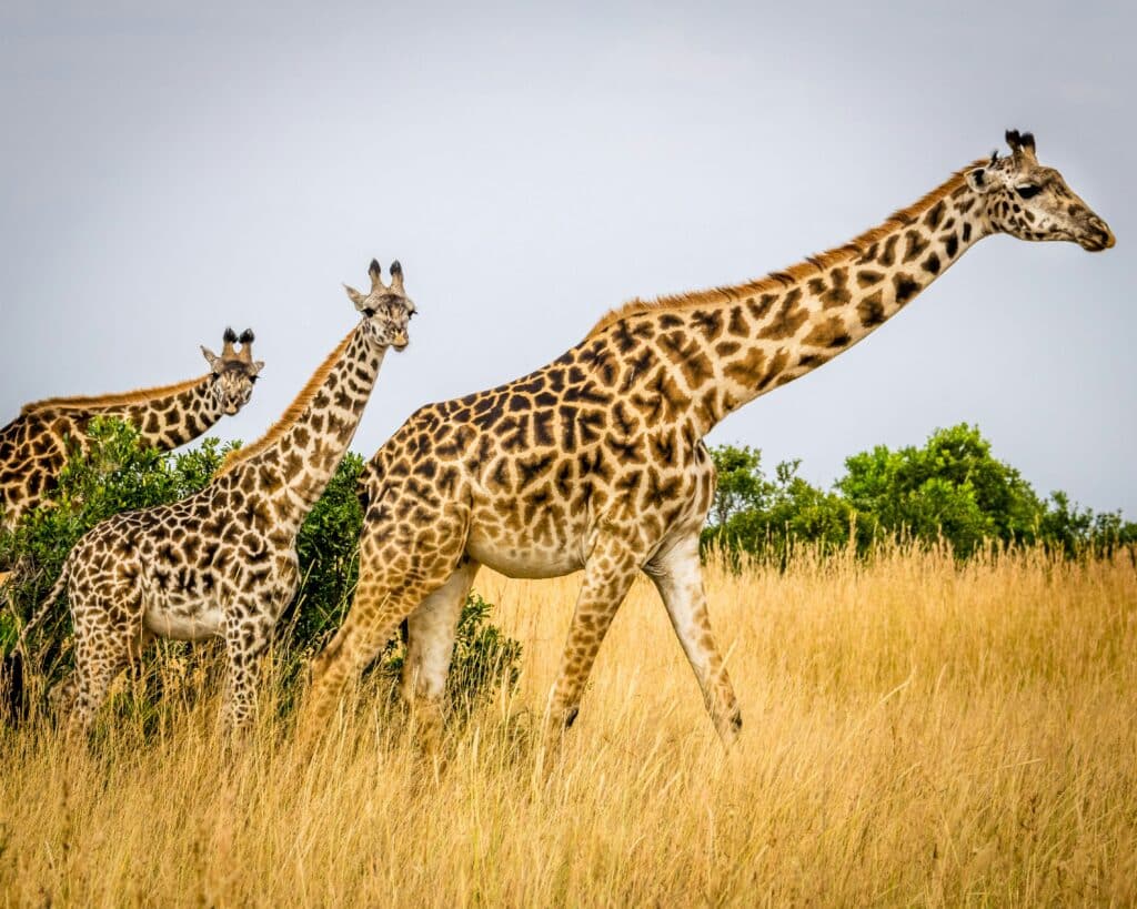 The Secret Language of Giraffes — Silent Communications I Observed Over 30 Days
