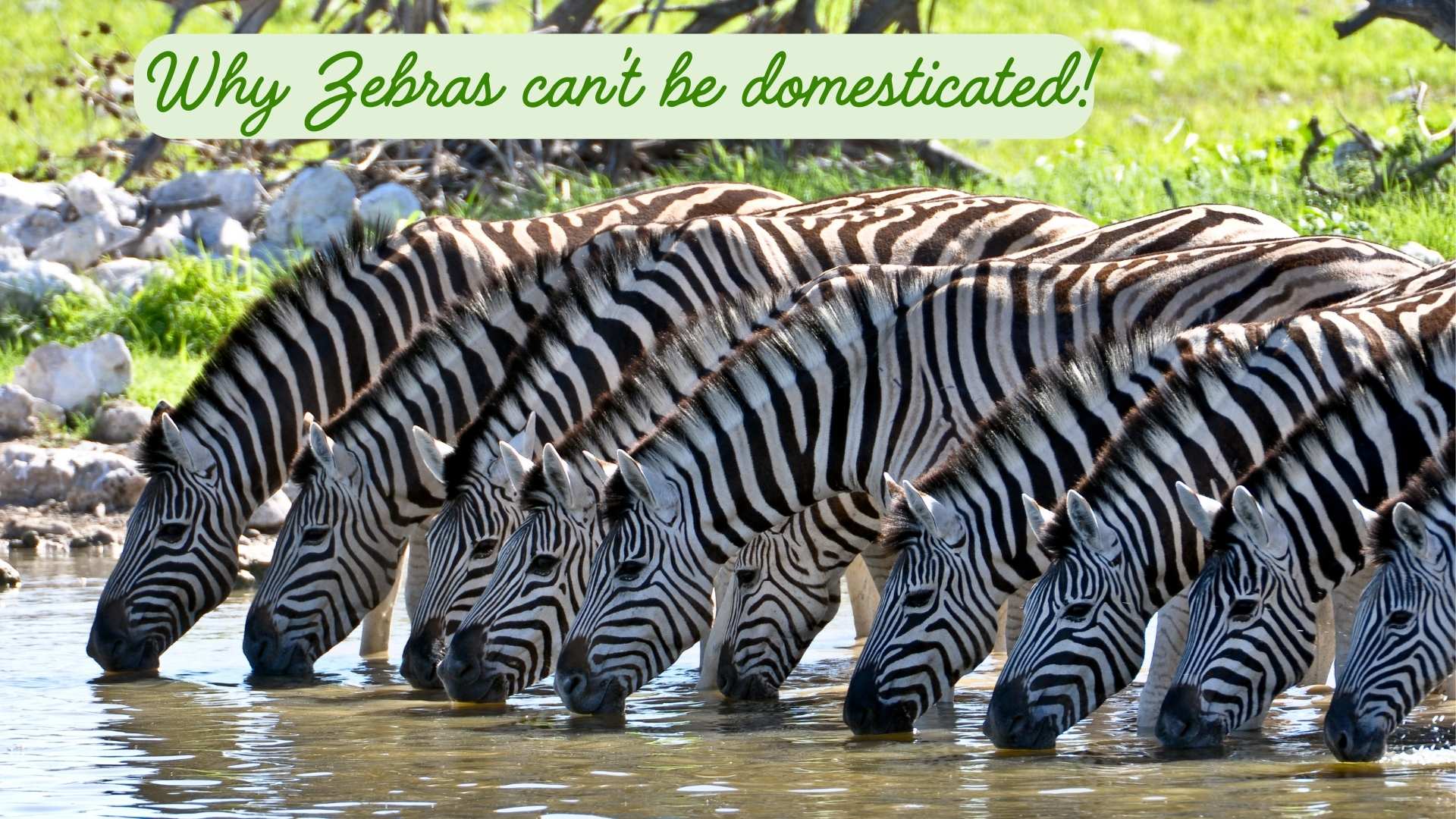 Zebra Stripes Nature s Cool and Bug Repellent Design Sharing My 