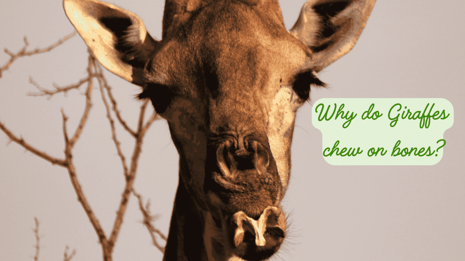 The Secret Language of Giraffes — Silent Communications I Observed Over ...