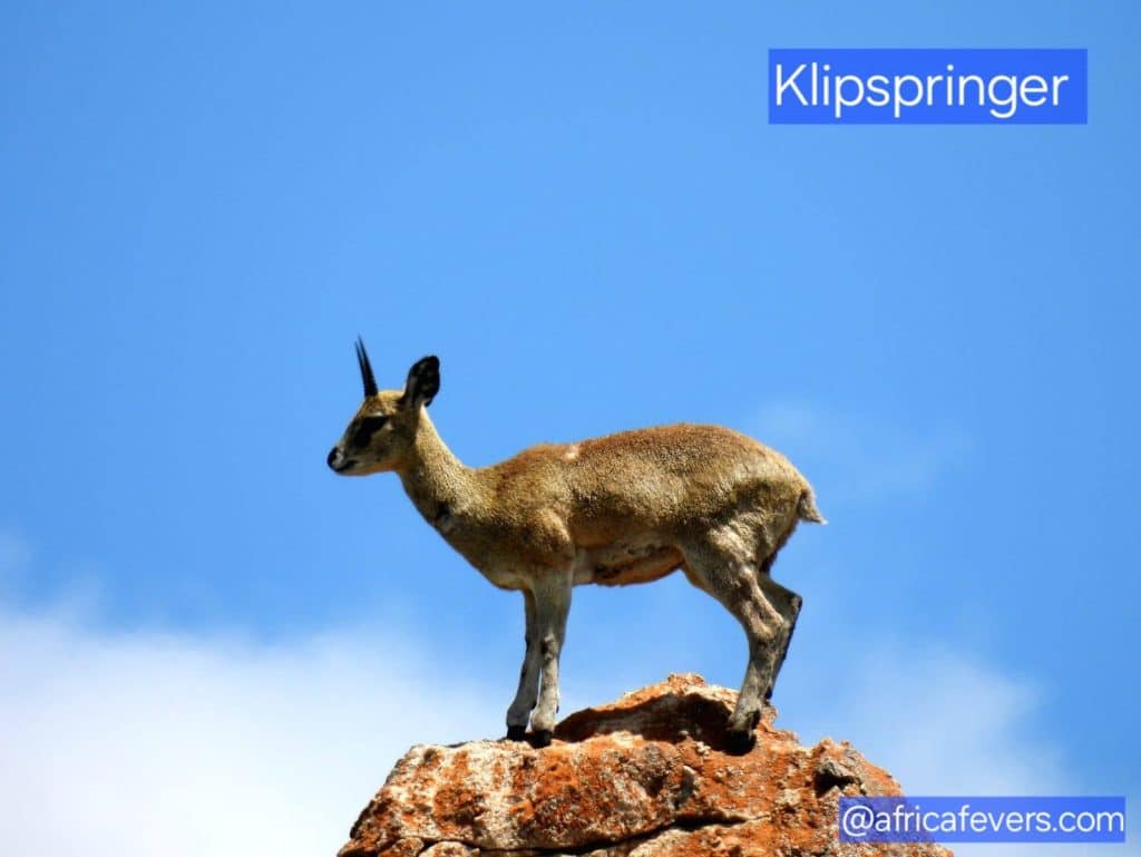 klipspringer 1