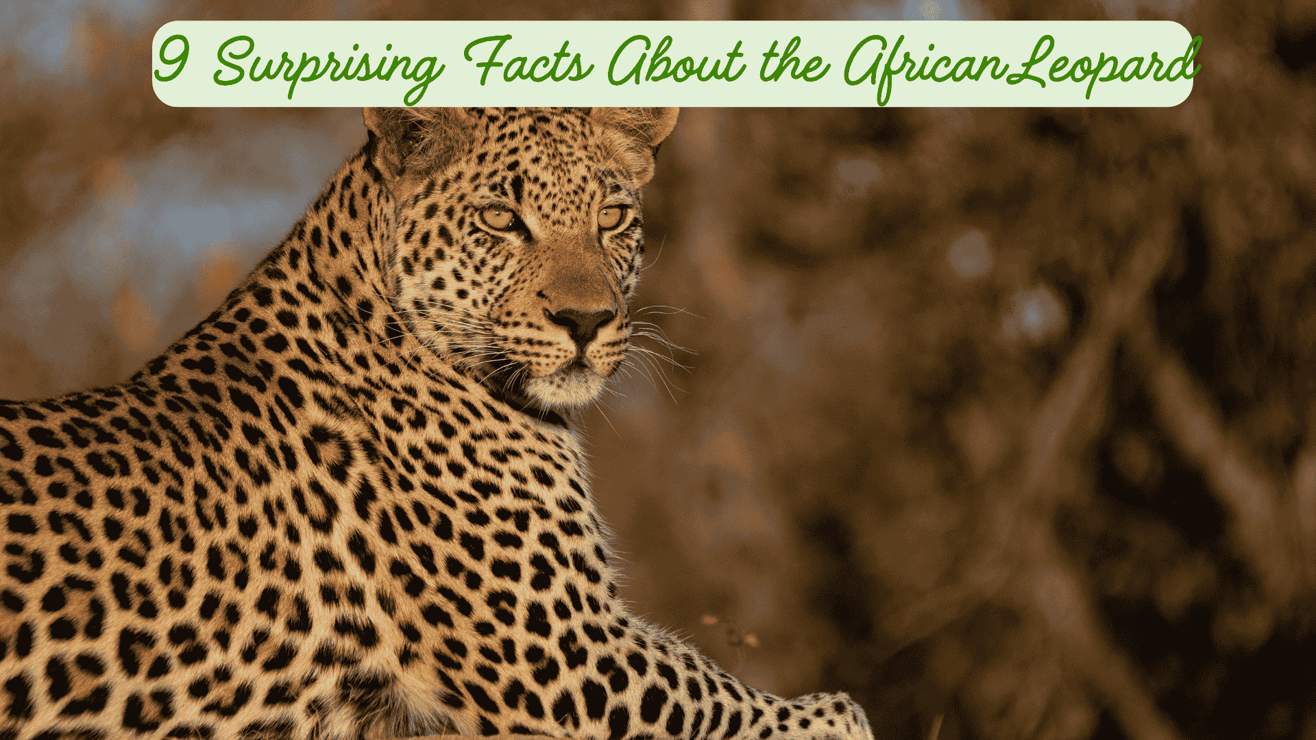 9 Surprising Facts About the AfricanLeopard