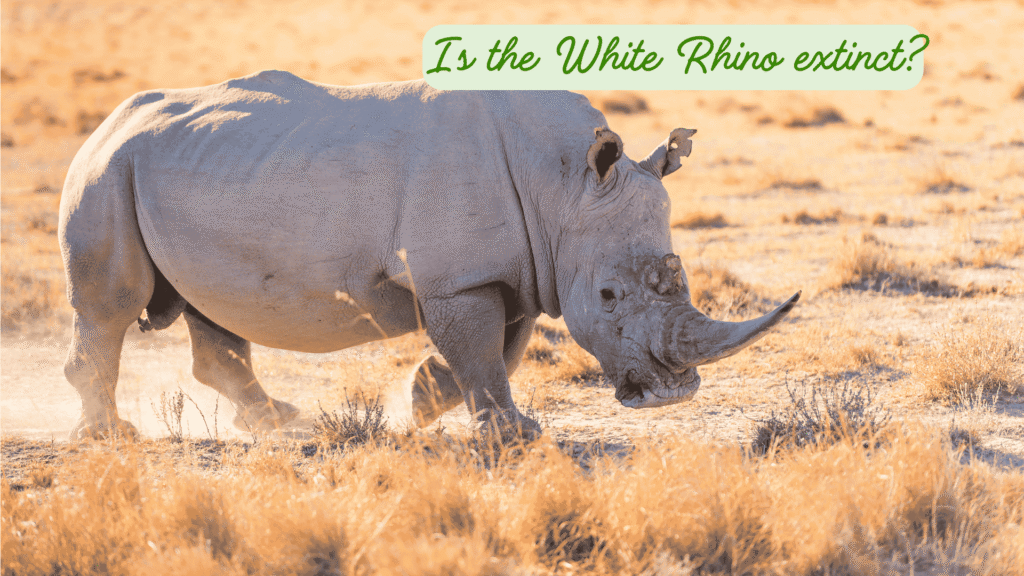 Is the White Rhino extinct