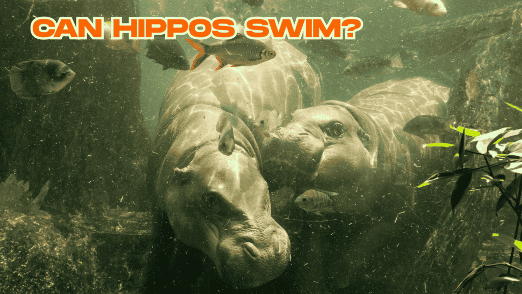 can hippos swim
