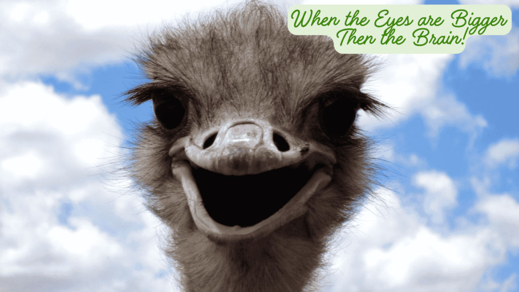 Ostriches eyes are bigger then its brains