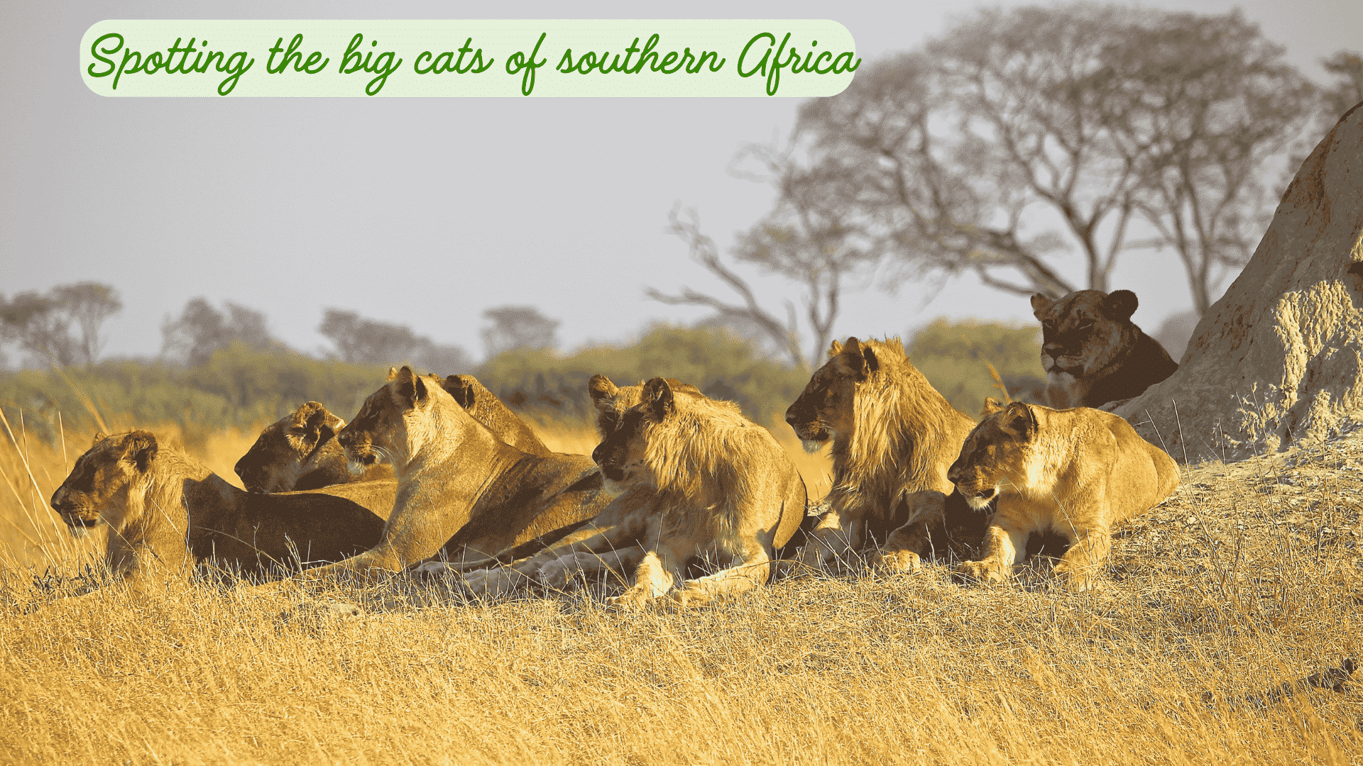 where to spot the big cats in southern africa