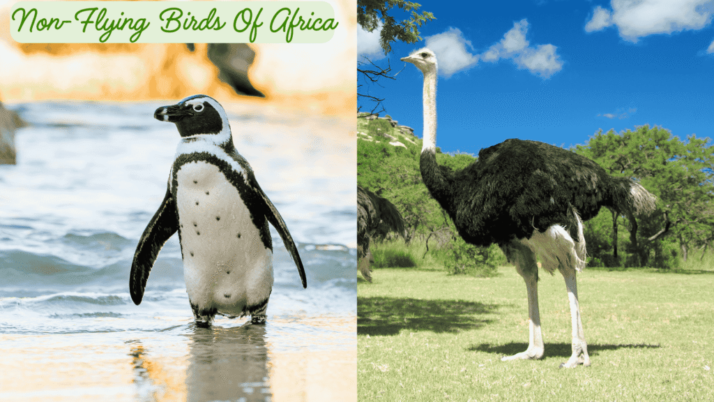 Non-Flying Birds Of Africa