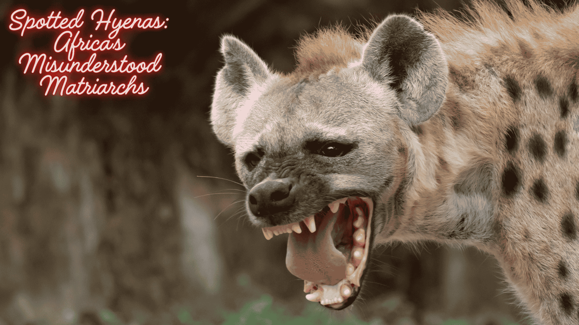 Spotted Hyenas Africa’s Misunderstood Matriarchs