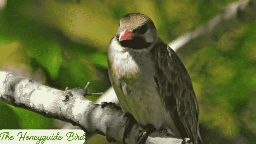the honeyguide bird