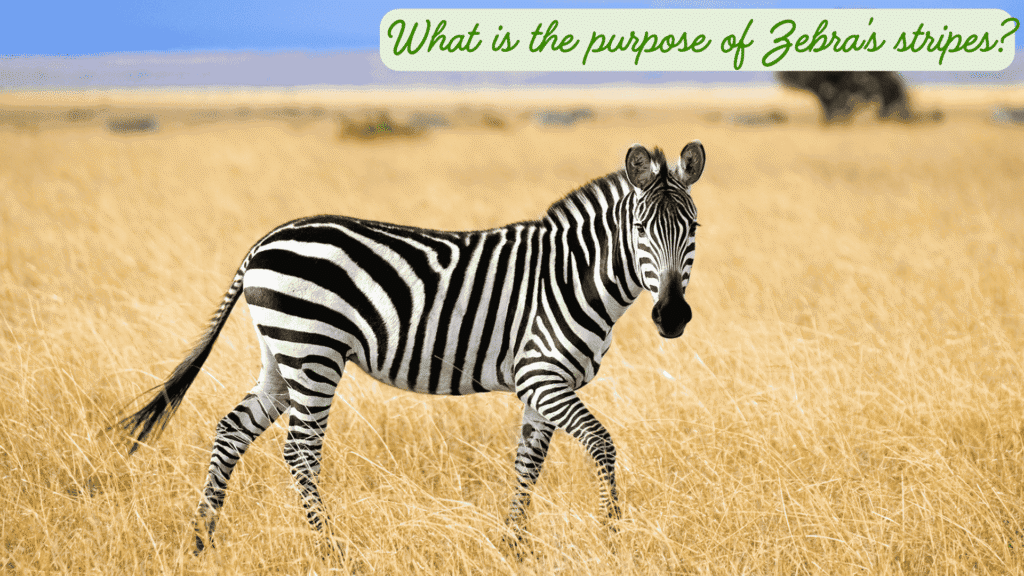 whats the purpose of zebras stripes